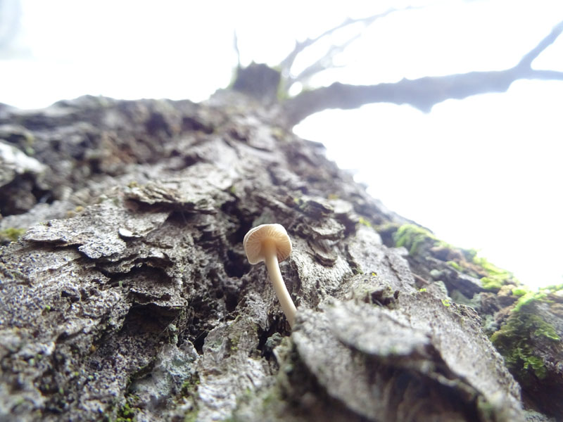 giovani e vecchi.....da determinare